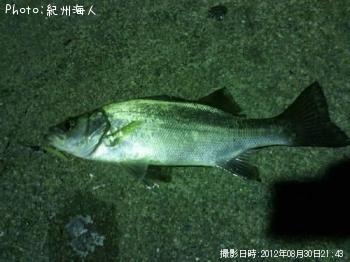 ¥Ò¥é¥»¥¤¥´