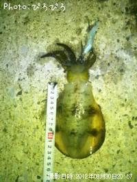 �����ꥤ��