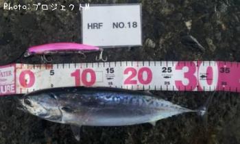 �ޥ륽����