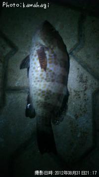 �������ϥ�