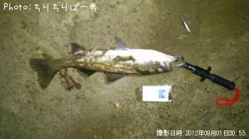 シーバス