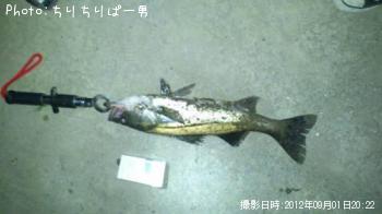 シーバス