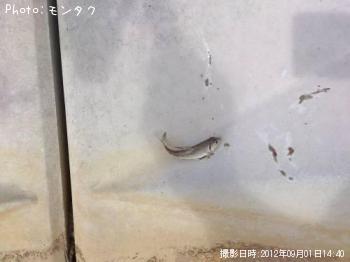 �ʤ�Ǥ��礦�͡�