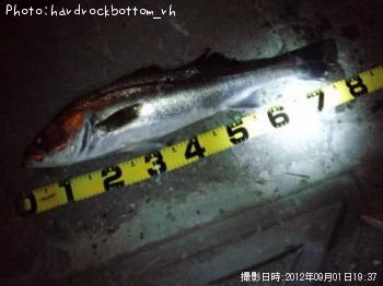 �����Х�