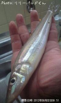 �ѡ���ԥ󥯤ε��ؿ�