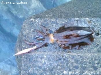 �����ꥤ��