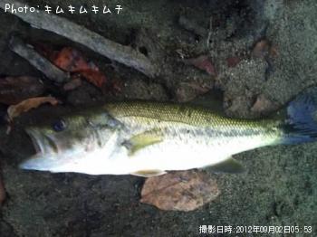 ¥Ö¥é¥Ã¥¯¥Ð¥¹