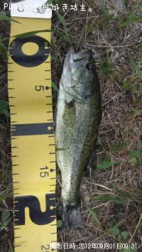 ¥Ö¥é¥Ã¥¯¥Ð¥¹