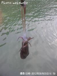 �����ꥤ��