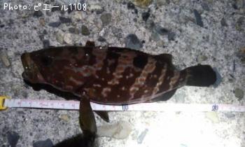 �����ϥ�