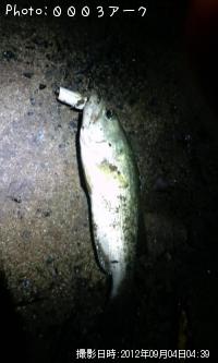 ¥Ö¥é¥Ã¥¯¥Ð¥¹