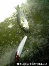 �˥����Х�