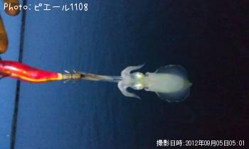 �����ꥤ��