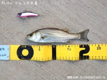 �����Х�