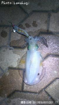 �����ꥤ��