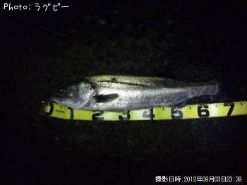 �����Х�