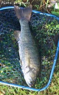 ���⡼��ޥ����Х�