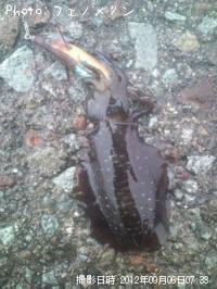 �����ꥤ��