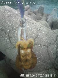 �����ꥤ��