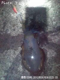 ¥¢¥ª¥ê¥¤¥«