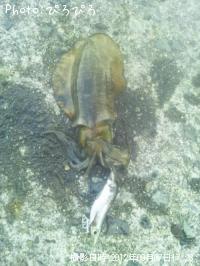 �����ꥤ��