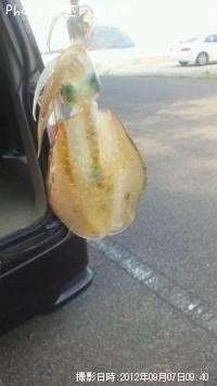 ¥¢¥ª¥ê¥¤¥«