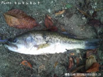 �֥�å��Х�