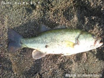 �֥�å��Х�