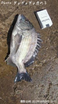 �᥿�ܥ�������