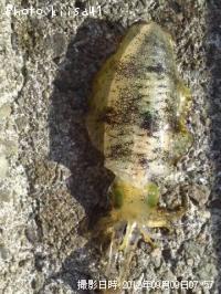 �����ꥤ��