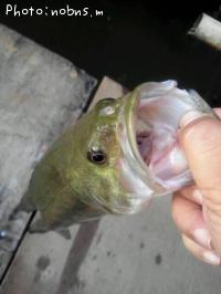 �֥�å��Х�