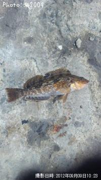 �����ʥ�