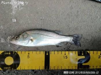 ��������Х���