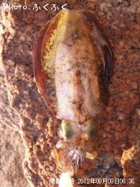 ¥¢¥ª¥ê¥¤¥«