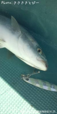 ���ʥ������������С�������������