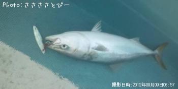 ���ʥ������������С�������������