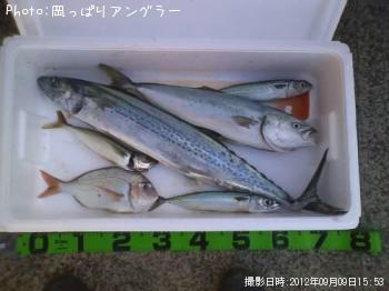 ���ʥ��ۤ�