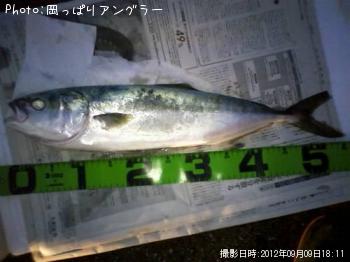 ���ʥ��ۤ�