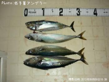 ���С����������ĥ�