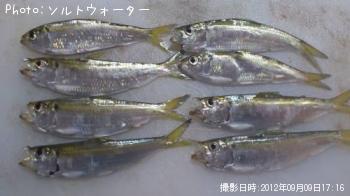 ¥µ¥Ã¥Ñ