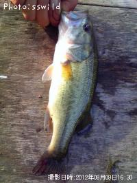 ¥Ö¥é¥Ã¥¯¥Ð¥¹