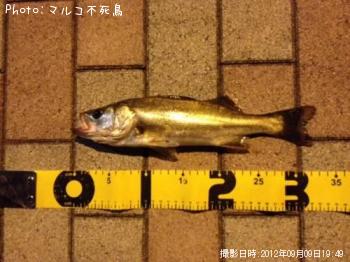 �����Х�