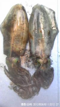 ¥¢¥ª¥ê¥¤¥«