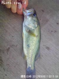 ¥Ö¥é¥Ã¥¯¥Ð¥¹