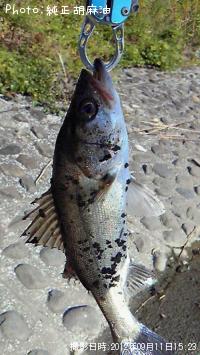 �����Х�