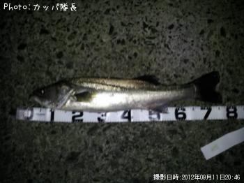 �����Х�