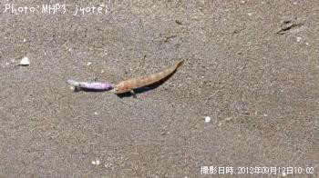 ¥Ò¥é¥á¡¢¥¨¥½¤Î»Ò