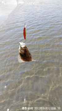 ¥Ò¥é¥á¡¢¥¨¥½¤Î»Ò