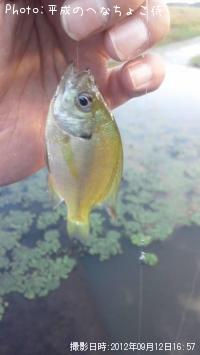 �֥롼����