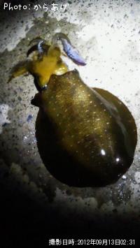 �����ꥤ��